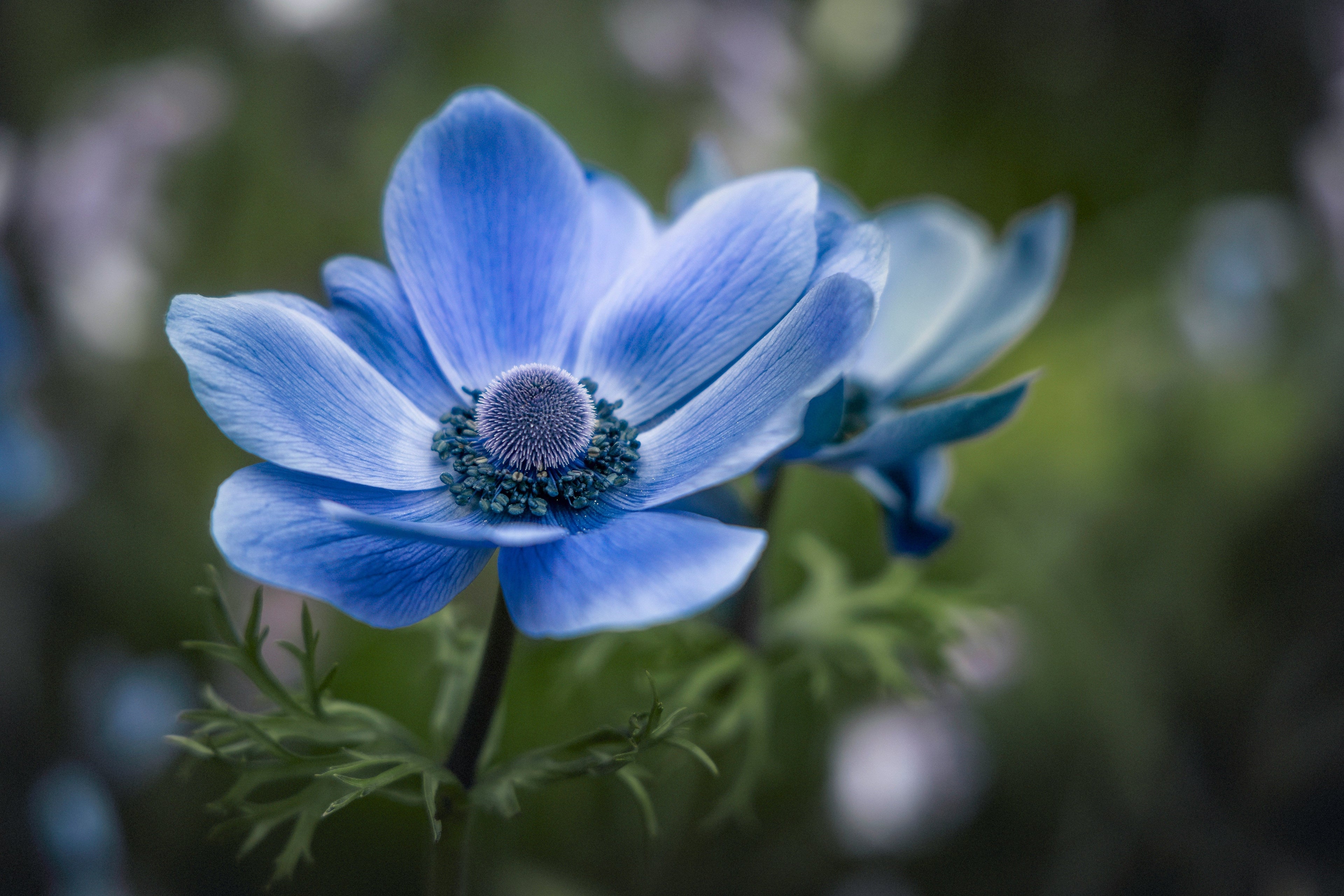 The Blue Flower: A Tale About What Art Is