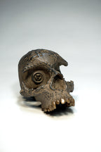 Skull CR1